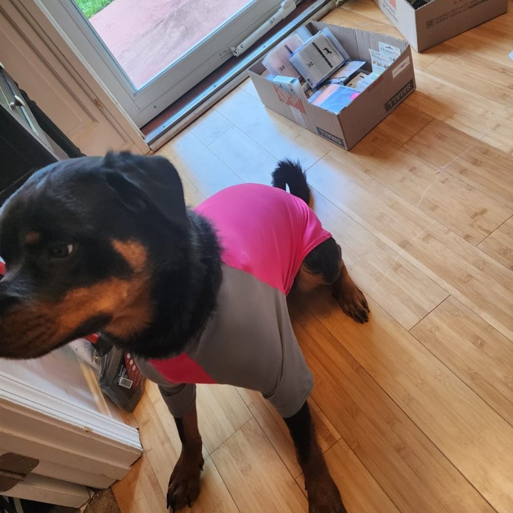Pink and Gray Dog Shirt